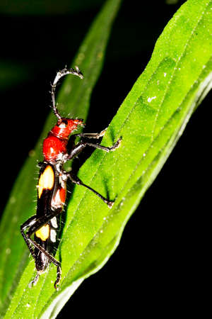 Stenygra beetle on green leaves. It is a genus of beetles in the family Cerambycidae, containing the following species.ducts and everyday objects.の写真素材