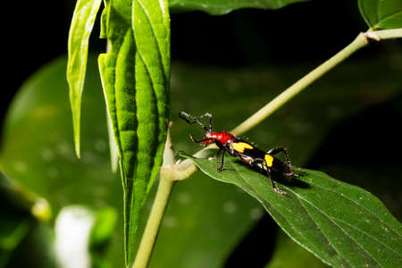 Stenygra beetle on green leaves. It is a genus of beetles in the family Cerambycidae, containing the...