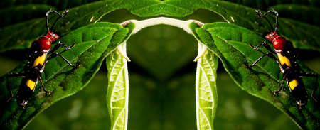 Stenygra beetle on green leaves. It is a genus of beetles in the family Cerambycidae, containing the...