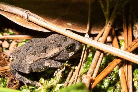 Products and Toad, Toad-Bufus (Bufo marinus). Small frog with black spots and white spots. of everyday life.の写真素材