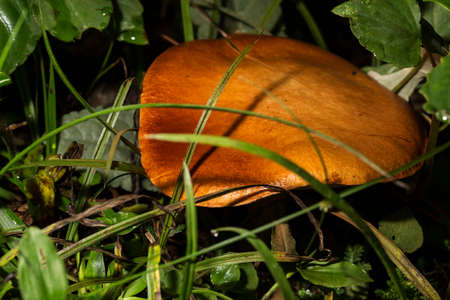 Yellow mushroom overgrown with grass.の写真素材
