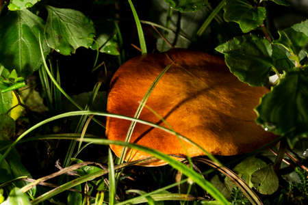 Yellow mushroom overgrown with grass.の写真素材
