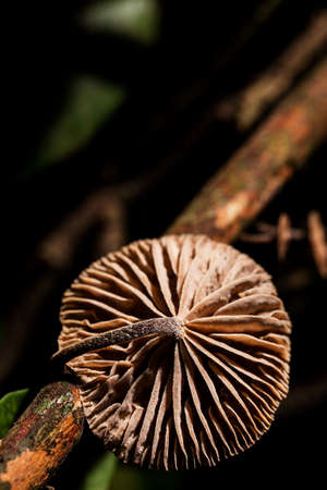 Mushroom species with scientific name: Collybiopsis subpruinosa.の写真素材