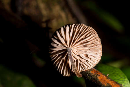 Mushroom species with scientific name: Collybiopsis subpruinosa.の写真素材