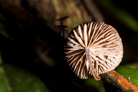 Mushroom species with scientific name: Collybiopsis subpruinosa.の写真素材