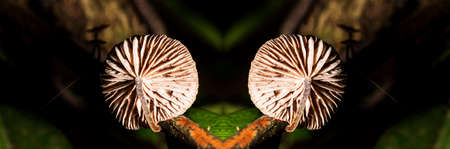 Mushroom species with scientific name: Collybiopsis subpruinosa.の写真素材