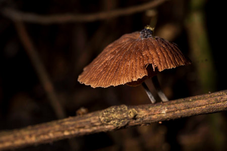 Mushroom, Marasmius siccus, or orange pinwheel is a small orange mushroom in the genus Marasmius, with a "beach umbrella" shaped cap.の写真素材