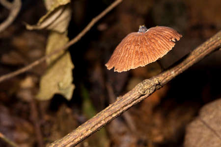 Mushroom, Marasmius siccus, or orange pinwheel is a small orange mushroom in the genus Marasmius, with a "beach umbrella" shaped cap.の写真素材
