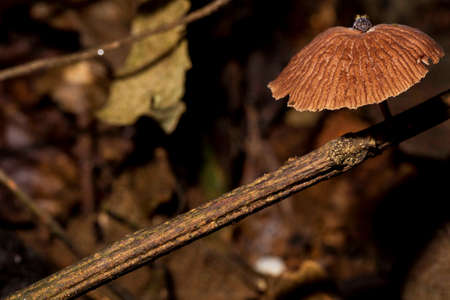 Mushroom, Marasmius siccus, or orange pinwheel is a small orange mushroom in the genus Marasmius, with a "beach umbrella" shaped cap.の写真素材