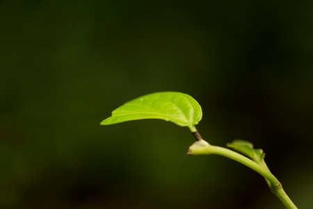 leaf, leaf, leaf, green, green, background, blurred, blurred, twig, bud, bud, leaf, small, plant, green, nature, naturalの写真素材