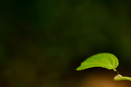 leaf, leaf, leaf, green, green, background, blurred, blurred, twig, bud, bud, leaf, small, plant, green, nature, naturalの写真素材