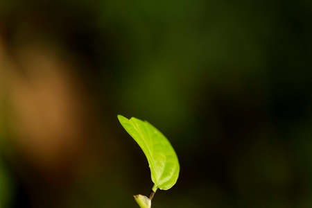 leaf, leaf, leaf, green, green, background, blurred, blurred, twig, bud, bud, leaf, small, plant, green, nature, naturalの写真素材