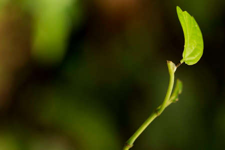 leaf, leaf, leaf, green, green, background, blurred, blurred, twig, bud, bud, leaf, small, plant, green, nature, naturalの写真素材