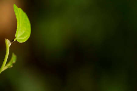 leaf, leaf, leaf, green, green, background, blurred, blurred, twig, bud, bud, leaf, small, plant, green, nature, naturalの写真素材