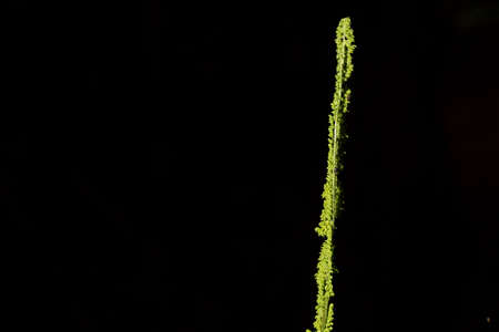 Green leaf on black background. Sheet in thin format.の写真素材