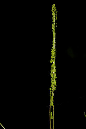 Green leaf on black background. Sheet in thin format.の写真素材