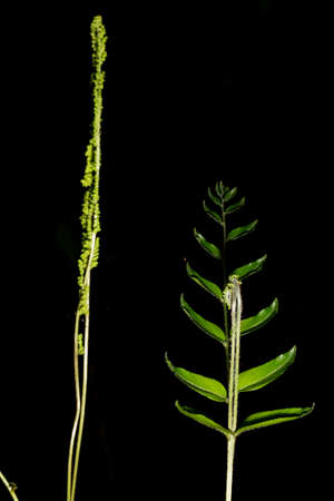 Green leaf on black background. Sheet in thin format.の写真素材