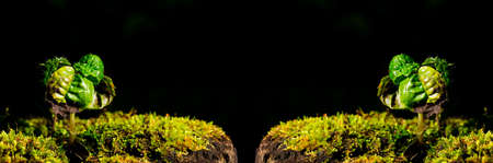 Small plant sprouting on a dry stump.の写真素材