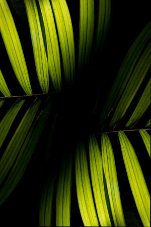 Arecaceae is a family of monocotyledonous flowering plants in the order Arecales, also known by the obsolete name Palmae, which includes the species known by the common name of palm trees.の写真素材