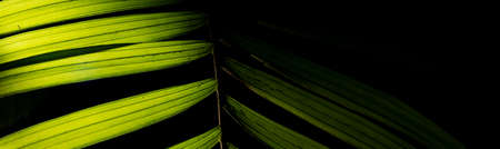 Arecaceae is a family of monocotyledonous flowering plants in the order Arecales, also known by the obsolete name Palmae, which includes the species known by the common name of palm trees.の写真素材