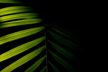 Arecaceae is a family of monocotyledonous flowering plants in the order Arecales, also known by the obsolete name Palmae, which includes the species known by the common name of palm trees.の写真素材