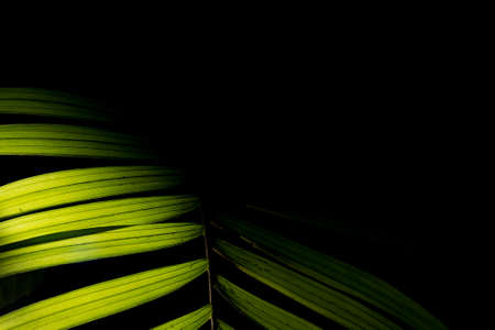Arecaceae is a family of monocotyledonous flowering plants in the order Arecales, also known by the obsolete name Palmae, which includes the species known by the common name of palm trees.の写真素材