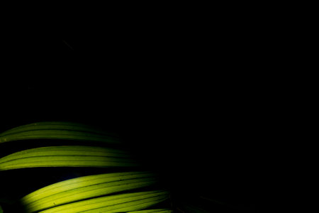 Arecaceae is a family of monocotyledonous flowering plants in the order Arecales, also known by the obsolete name Palmae, which includes the species known by the common name of palm trees.の写真素材