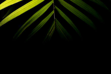 Arecaceae is a family of monocotyledonous flowering plants in the order Arecales, also known by the obsolete name Palmae, which includes the species known by the common name of palm trees.の写真素材