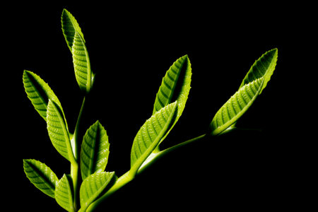 In botany, leaves are plant organs specialized in capturing light and exchanging gases with the atmosphere to carry out photosynthesis, transpiration, guttation and respiration.の写真素材