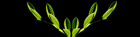 In botany, leaves are plant organs specialized in capturing light and exchanging gases with the atmosphere to carry out photosynthesis, transpiration, guttation and respiration.の写真素材