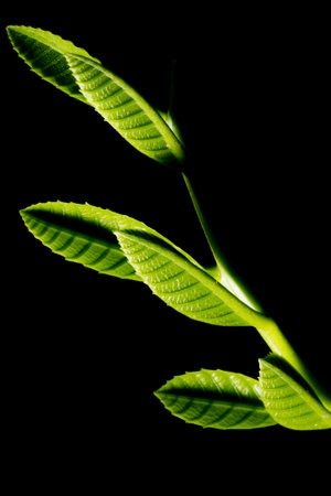 In botany, leaves are plant organs specialized in capturing light and exchanging gases with the atmosphere to carry out photosynthesis, transpiration, guttation and respiration.の写真素材
