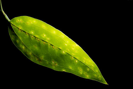 In botany, leaves are plant organs specialized in capturing light and exchanging gases with the atmosphere to carry out photosynthesis, transpiration, guttation and respiration.の写真素材