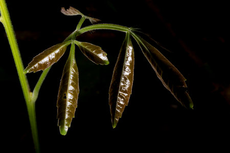In botany, leaves are plant organs specialized in capturing light and exchanging gases with the atmosphere to carry out photosynthesis, transpiration, guttation and respiration.の写真素材