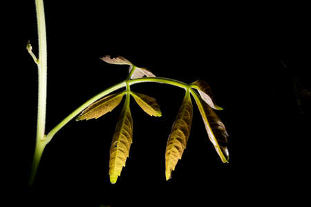In botany, leaves are plant organs specialized in capturing light and exchanging gases with the atmosphere to carry out photosynthesis, transpiration, guttation and respiration.の写真素材