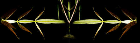 In botany, leaves are plant organs specialized in capturing light and exchanging gases with the atmosphere to carry out photosynthesis, transpiration, guttation and respiration.の写真素材