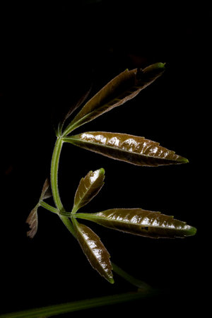 In botany, leaves are plant organs specialized in capturing light and exchanging gases with the atmosphere to carry out photosynthesis, transpiration, guttation and respiration.の写真素材