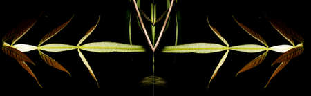 In botany, leaves are plant organs specialized in capturing light and exchanging gases with the atmosphere to carry out photosynthesis, transpiration, guttation and respiration.の写真素材