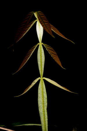 In botany, leaves are plant organs specialized in capturing light and exchanging gases with the atmosphere to carry out photosynthesis, transpiration, guttation and respiration.の写真素材