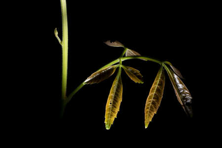 In botany, leaves are plant organs specialized in capturing light and exchanging gases with the atmosphere to carry out photosynthesis, transpiration, guttation and respiration.の写真素材
