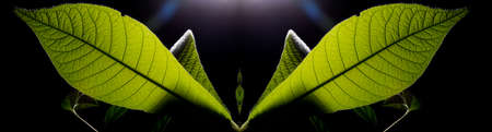 In botany, leaves are plant organs specialized in capturing light and exchanging gases with the atmosphere to carry out photosynthesis, transpiration, guttation and respiration.の写真素材
