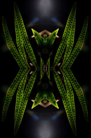 Ferns, or ferns, are vascular plants that are members of the pteridophytes taxon (which is no longer...