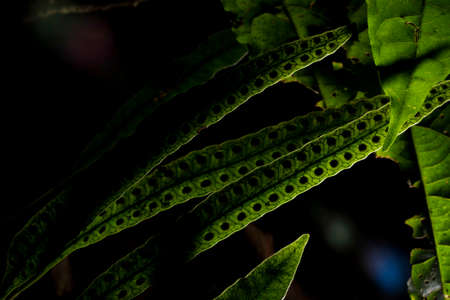 Ferns, or ferns, are vascular plants that are members of the pteridophytes taxon (which is no longer...