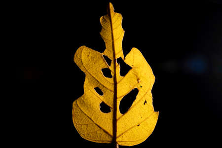In botany, leaves are plant organs specialized in capturing light and exchanging gases with the atmosphere to carry out photosynthesis, transpiration, guttation and respiration.の写真素材