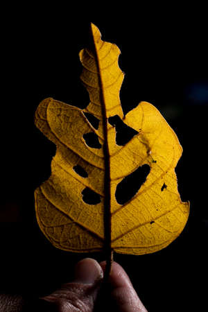 In botany, leaves are plant organs specialized in capturing light and exchanging gases with the atmosphere to carry out photosynthesis, transpiration, guttation and respiration.の写真素材