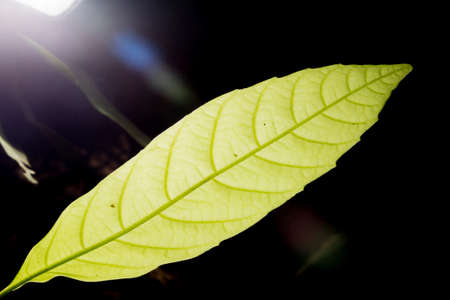 In botany, leaves are plant organs specialized in capturing light and exchanging gases with the atmosphere to carry out photosynthesis, transpiration, guttation and respiration.の写真素材