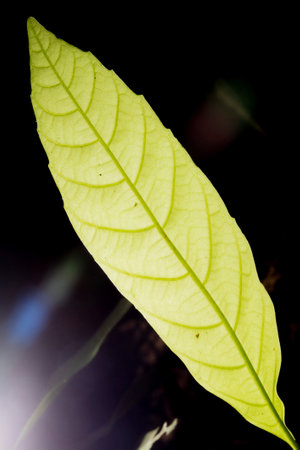 In botany, leaves are plant organs specialized in capturing light and exchanging gases with the atmosphere to carry out photosynthesis, transpiration, guttation and respiration.の写真素材