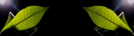 In botany, leaves are plant organs specialized in capturing light and exchanging gases with the atmosphere to carry out photosynthesis, transpiration, guttation and respiration.の写真素材