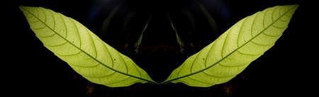 In botany, leaves are plant organs specialized in capturing light and exchanging gases with the atmosphere to carry out photosynthesis, transpiration, guttation and respiration.の写真素材