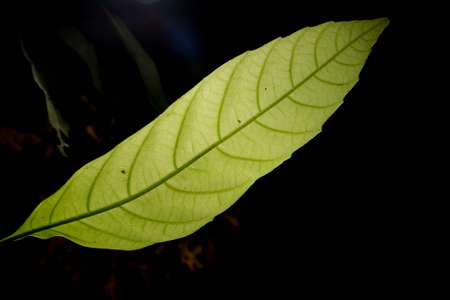 In botany, leaves are plant organs specialized in capturing light and exchanging gases with the atmosphere to carry out photosynthesis, transpiration, guttation and respiration.の写真素材