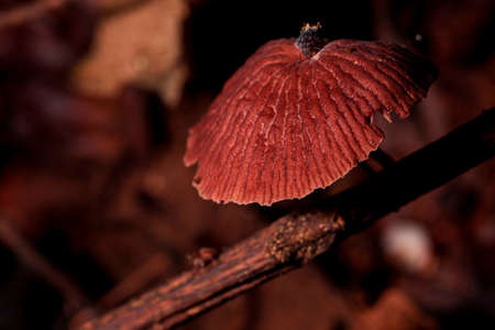 Mushroom, Marasmius siccus, or orange pinwheel, is a small orange mushroom in the genus Marasmius, with a "beach umbrella"-shaped cap.の写真素材